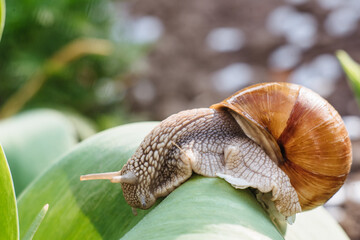 Helix pomatia also Roman snail, Burgundy snail, edible snail or escargot. Snail Muller gliding on the wet leaves. Large white mollusk snails with brown striped shell, crawling on vegetables. © Oleksandr