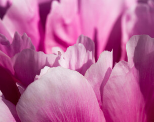 Pink pion petal background. Peony plant. Springtime.