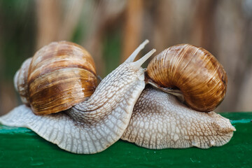 Helix pomatia (Roman snail, Burgundy snail, edible snail, escargot) is a species of large, edible, air-breathing land snail. Gastropods. Two land snails during mating. Fauna of Ukraine