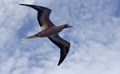 Seabird Masked, Blue-faced Booby (Sula dactylatra) flying over the blue and calm ocean. Seabird is hunting for flying fish jumping out of the water.
