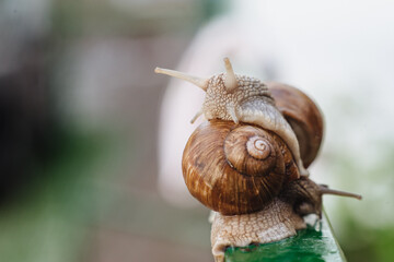 Helix pomatia (Roman snail, Burgundy snail, edible snail, escargot) is a species of large, edible, air-breathing land snail. Gastropods. Two land snails during mating. Fauna of Ukraine