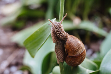 Helix pomatia also Roman snail, Burgundy snail, edible snail or escargot. Snail Muller gliding on the wet leaves. Large white mollusk snails with brown striped shell, crawling on vegetables.