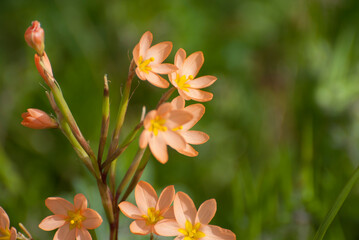 Orange flowers on a green background