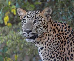 portrait of a leopard; leopard portrait; portrait of a cat; cat portrait; leopard cub portrait; big cat portrait 