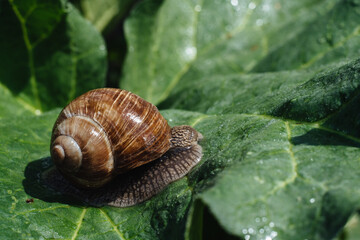 Helix pomatia also Roman snail, Burgundy snail, edible snail or escargot. Snail Muller gliding on the wet leaves. Large white mollusk snails with brown striped shell, crawling on vegetables.