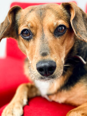 Headshot of mixed-breed dog looking at camera