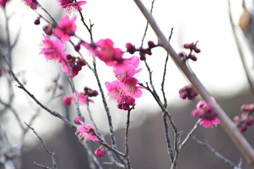 ume