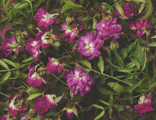 Dry floral pink flower background