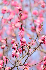 ume