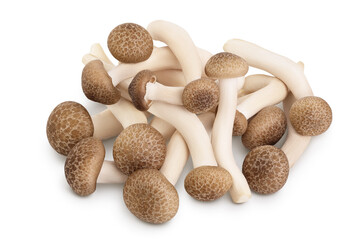 Brown beech mushrooms or Shimeji mushroom isolated on white background with clipping path and full depth of field.
