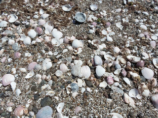 Partes de caracoles en la playa