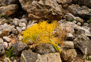 Yellow plant growing among rocks