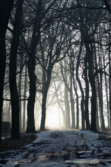Fototapeta premium Road in the forest with dark trees, snow remnants and fog