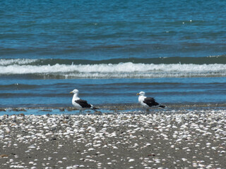 Aves en la playa de las grutas