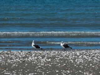Aves en la playa de las grutas