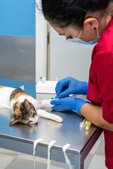 Veterinarian drawing blood from a cat