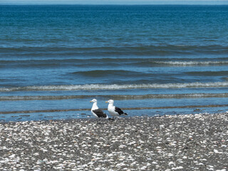 Aves en la playa de las grutas