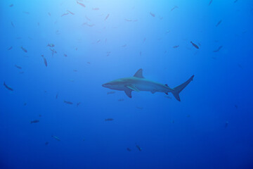 Galapagos or requiem shark, in the family Carcharhinidae swim in the water