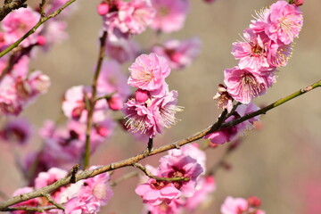 ume