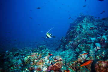 Fototapeta na wymiar Moorish idol fish swimming between corals deep underwater