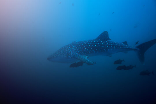 Photo of a big huge whale shark swimming deep underwater view from side