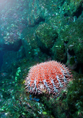 Naklejka na ściany i meble Sea urchins closeup underwater photo spiny, globular animals, echinoderms in the class Echinoidea