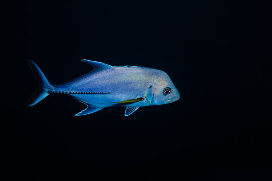 Brassy trevally, Caranx papuensis or Papuan fish isolated on black