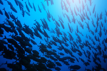 Fototapeta na wymiar Big fish school swimming deep underwater in Pacific ocean waters