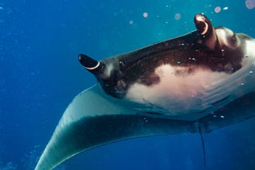 Close photo of beautiful Manta ray in the sunlight swimming to the diver