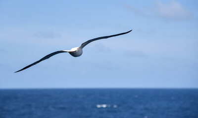 Seabird Masked, Blue-faced Booby (Sula dactylatra) flying over the blue and calm ocean. Seabird is hunting for flying fish jumping out of the water.