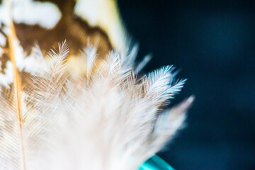 Feather under microscope, macro photography, birds
