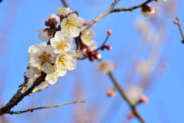 Ume