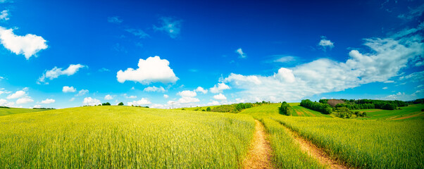 Summer field panorama on a sunny day