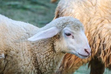 Sheep in the farm and eating the grass.