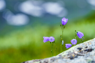 Violet flowers in mountains. Spring or summer time.