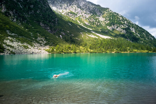 Dog swimming in clear and cold mountain lake. Vivid turquoise water in Aviolo lake, Adamello park, Italy.