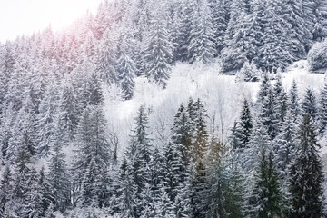 Beautiful snow covered fir forest on the mountain in winter