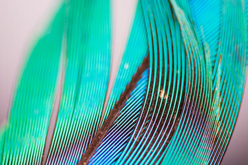 Feather under microscope, macro photography, birds