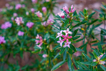 the beautiful blooming wild flowers in the nature
