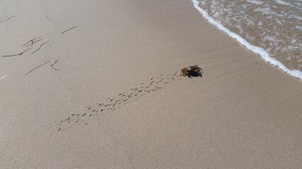 crab escapes into the sea