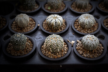Cactus, Cactus thorns, Close up thorns of cactus, Cactus Background
