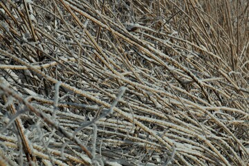Frozen iced reeds on the ground as a close up