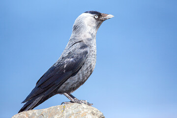Jackdaw on a rock
