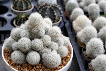 Cactus, Cactus thorns, Close up thorns of cactus, Cactus Background