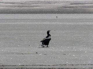 Aves en la playa de las grutas