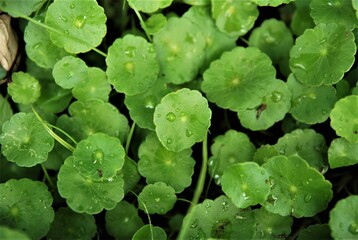 Close up view of green leaves of hydrocotyle plant, as known as whorled pennywort, with droplets of water on the leaves