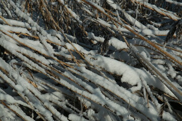 Frozen iced reeds on the ground as a close up