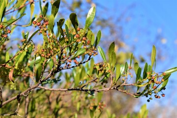 green tree branches against blue sky background
