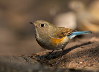Himalayan bluetail 