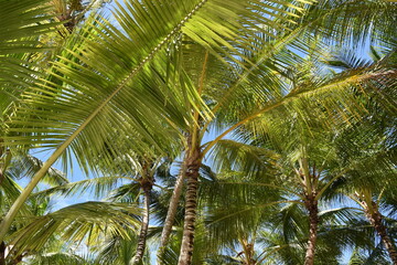 Palmeras en una playa en el Mar Caribe. Punta Cana. Isla Saona